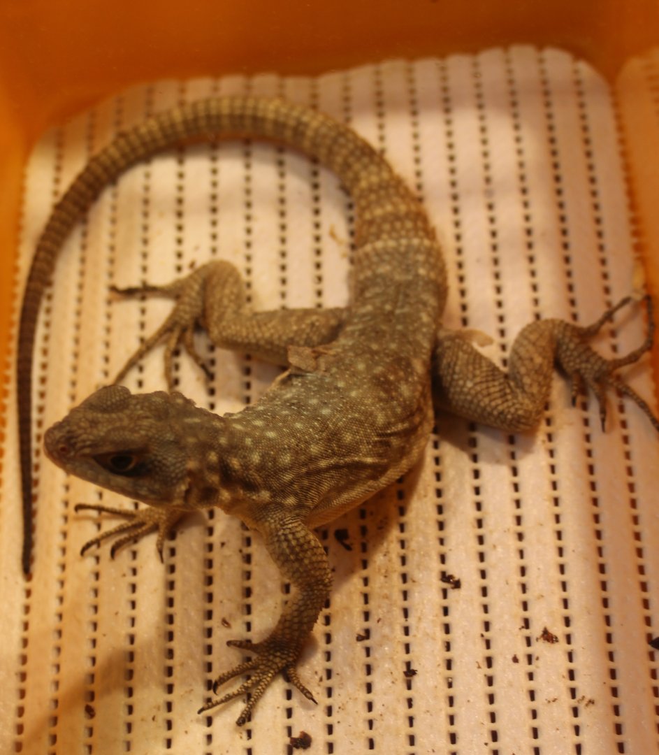 Oplurus quadrimaculatus