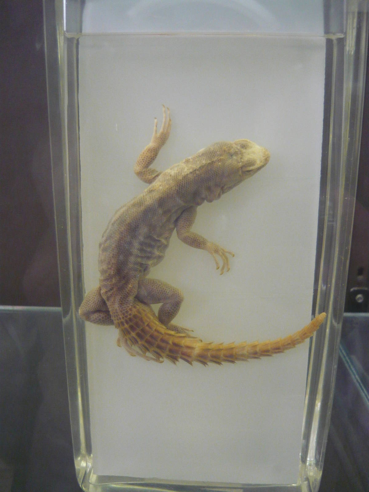 Oplurus wet specimen