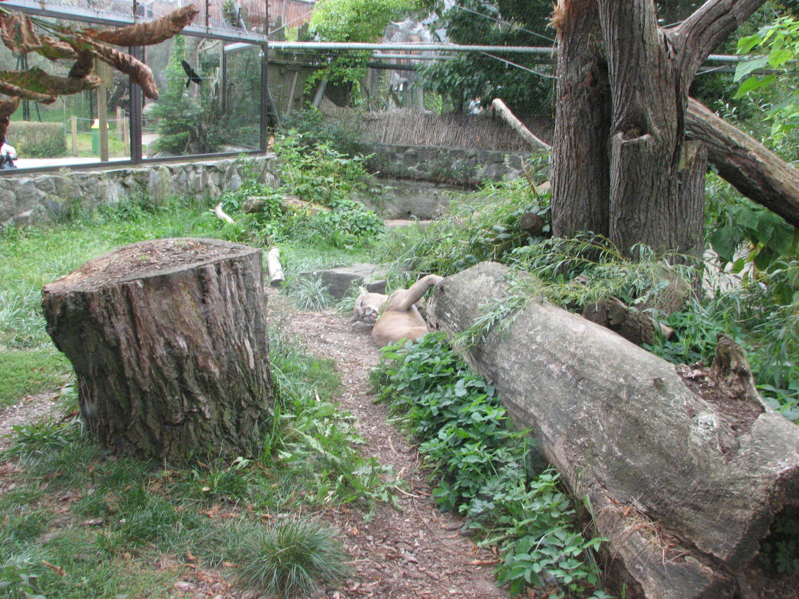 Opole Zoo 2008 - Cougar exhibit