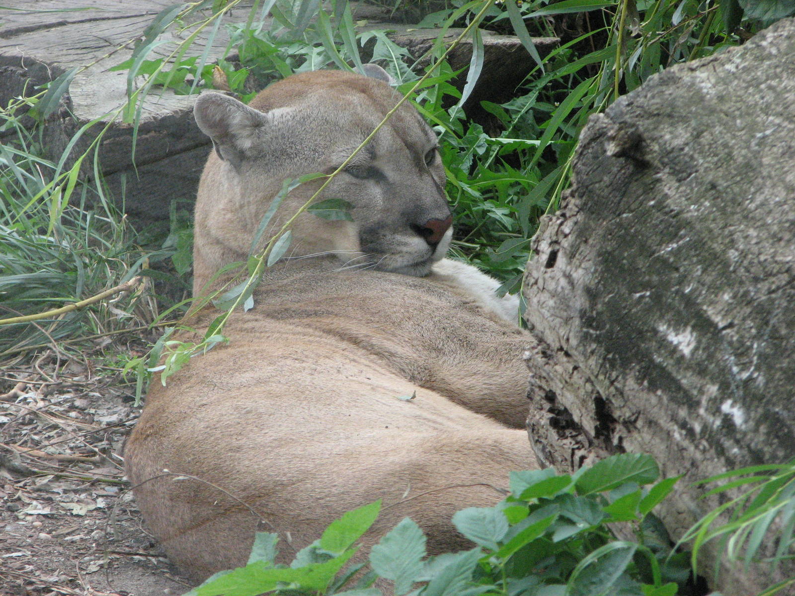 Opole Zoo 2008 - Cougar