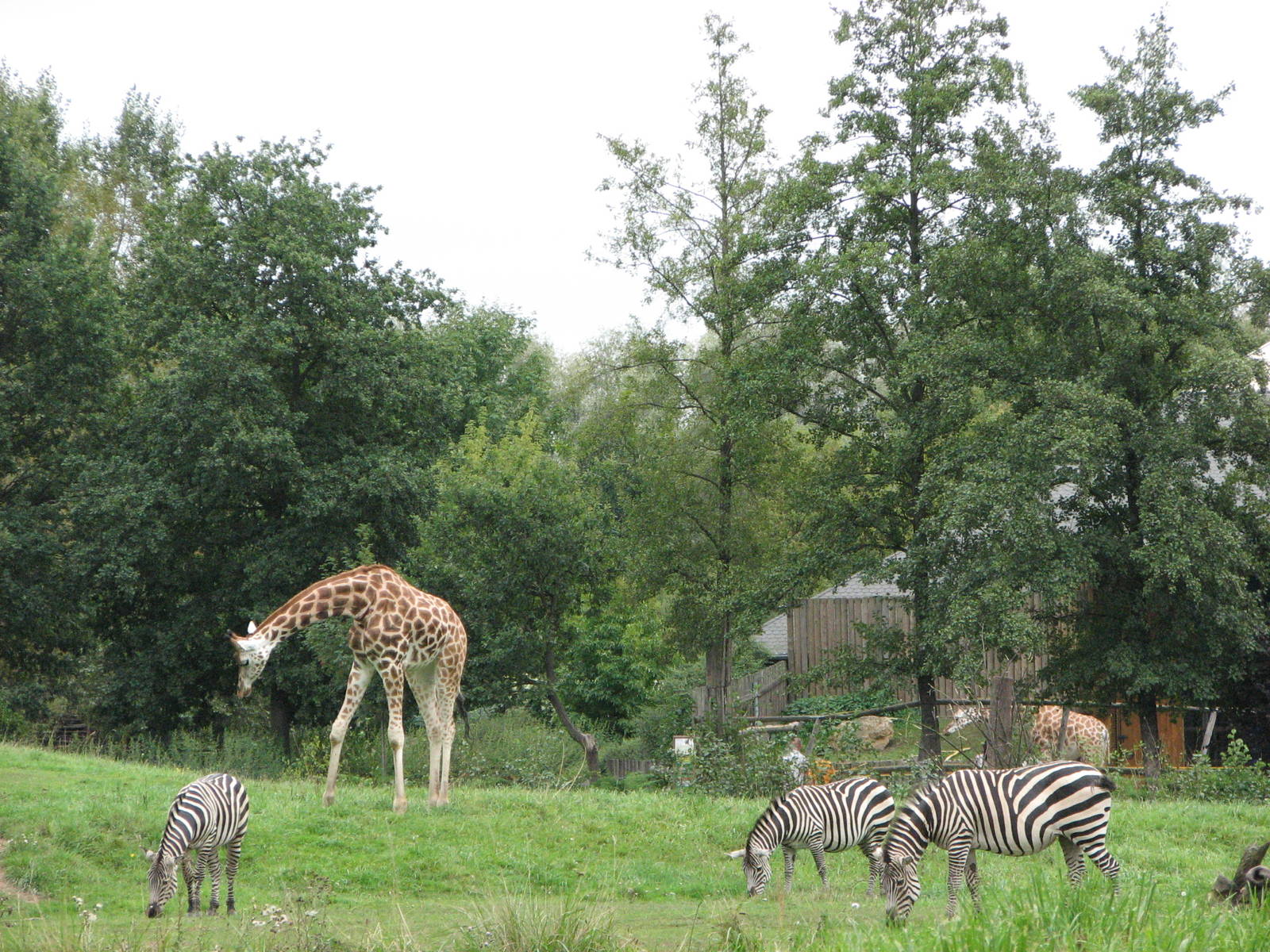 Opole Zoo 2008 - Giraffe and Zebras