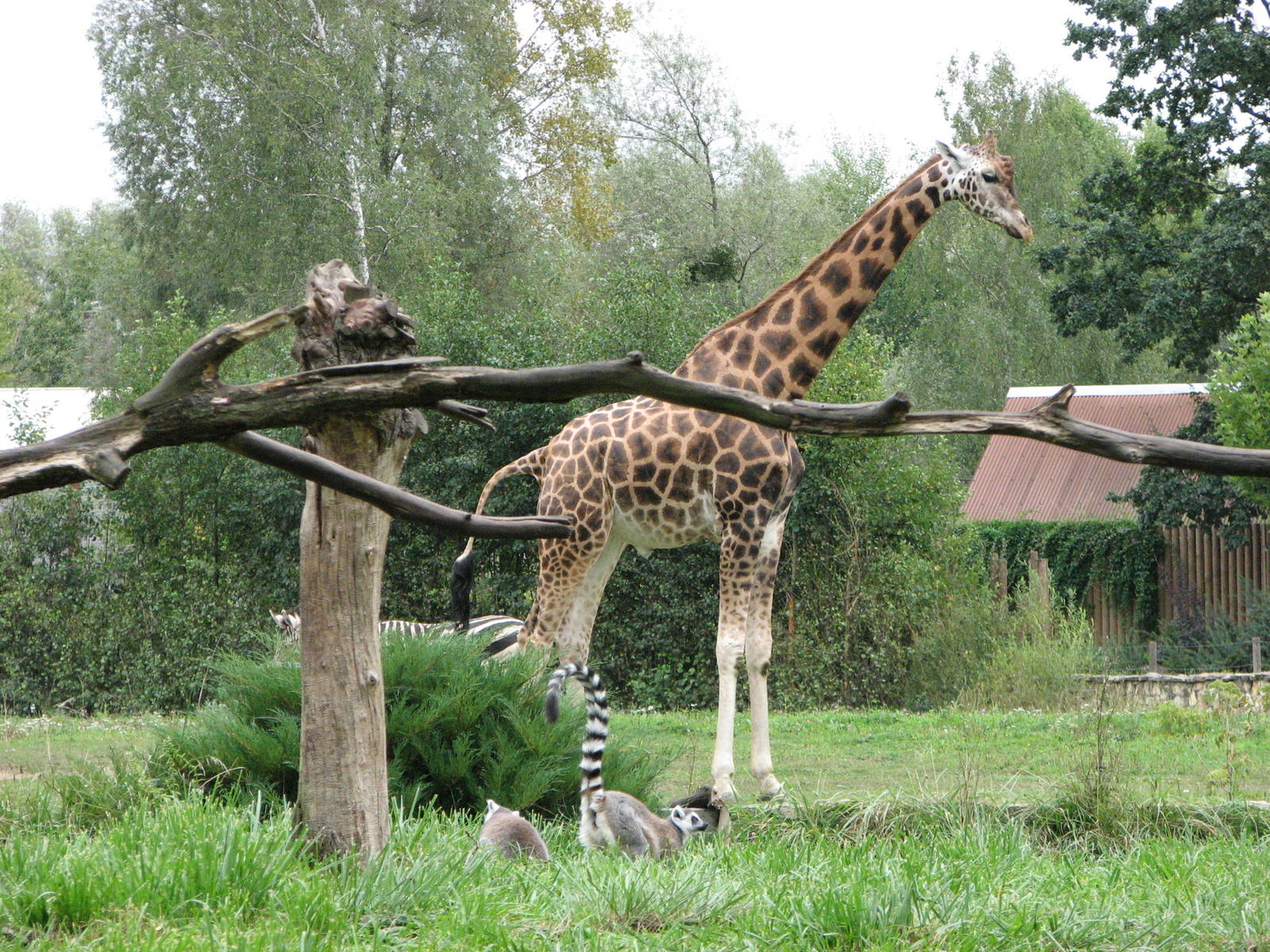 Opole Zoo 2008 - Giraffe in the background and Ring-tailed Lemurs in the fo