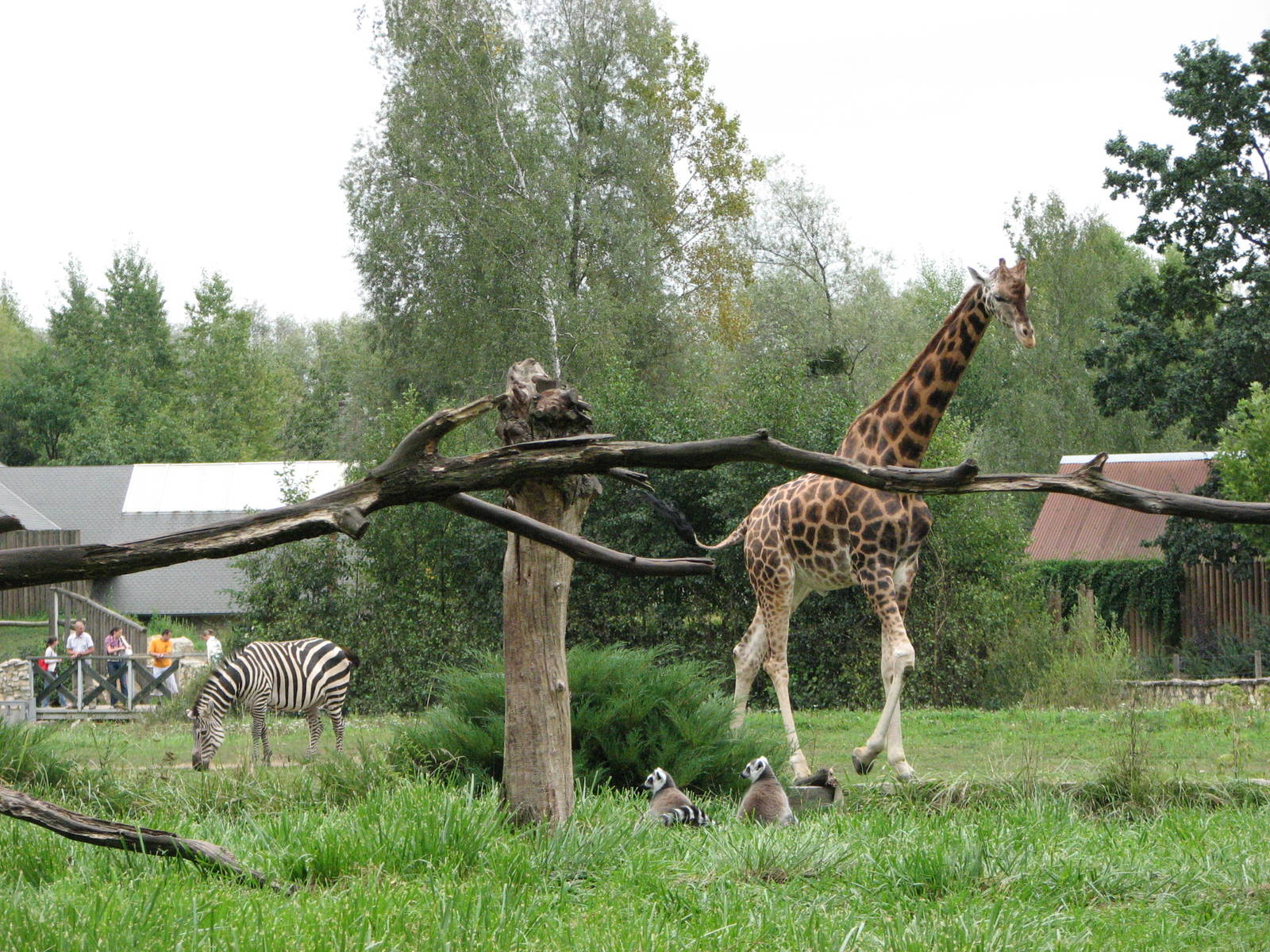 Opole Zoo 2008 - Giraffe in the background and Ring-tailed Lemurs in the fo