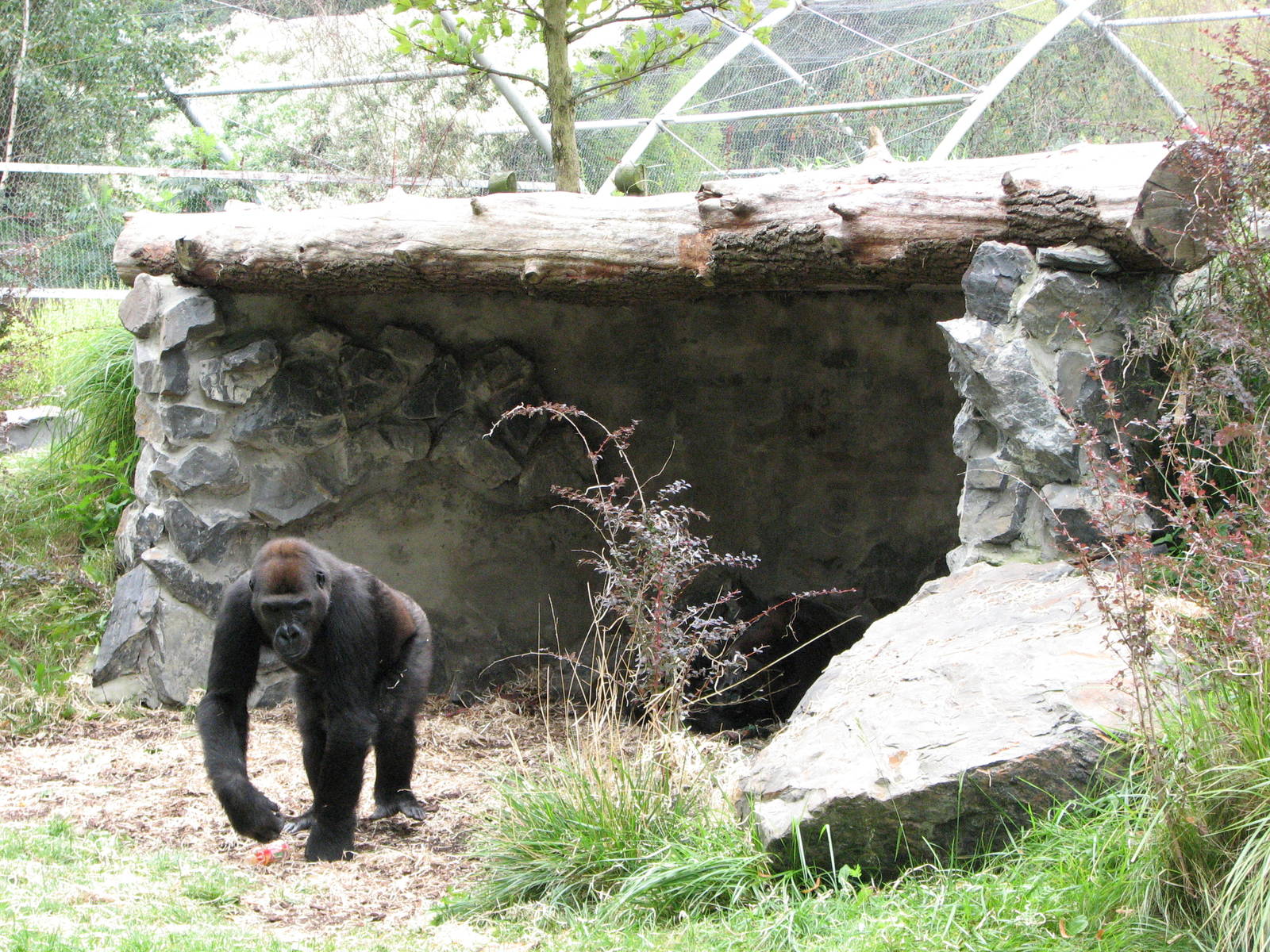 Opole Zoo 2008 - Gorilla