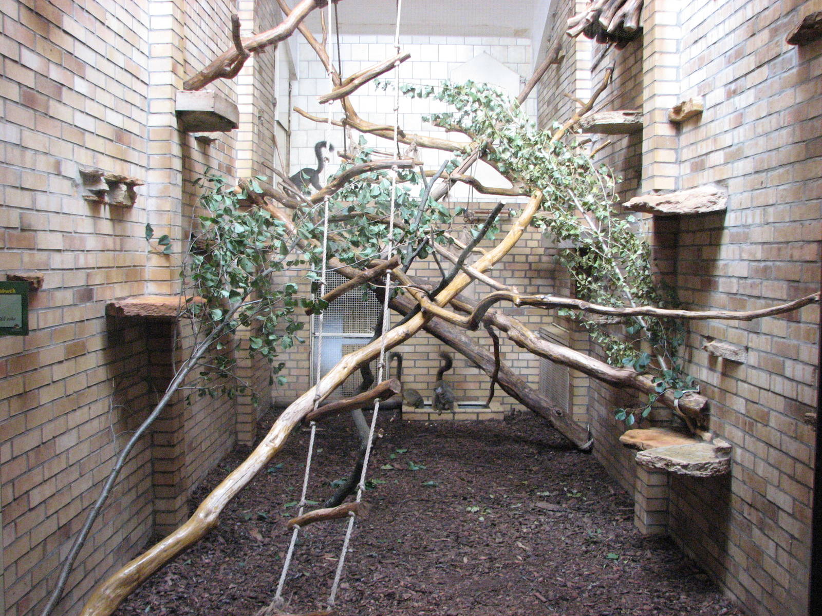 Opole Zoo 2008 - Indoor lemur exhibit