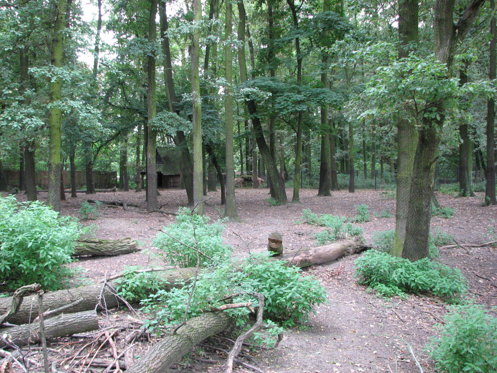 Opole Zoo 2008 - Massive wooden old deer enclosure