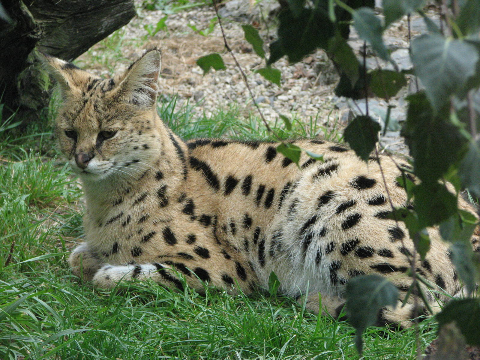 Opole Zoo 2008 - Maybe my best Serval shot ever