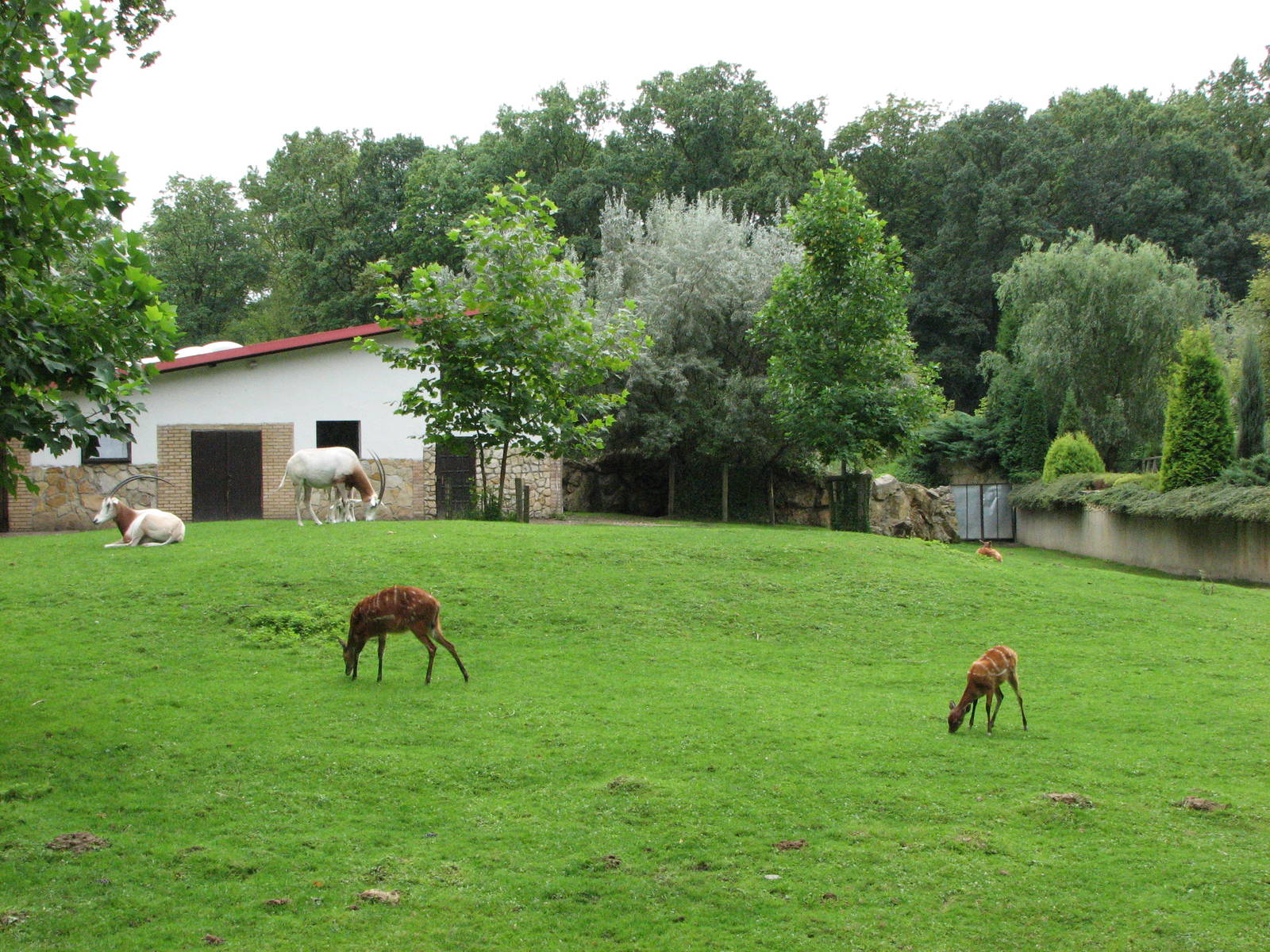 Opole Zoo 2008 - Mixed exhibit for Scimitar-horned Oryx and Nyala
