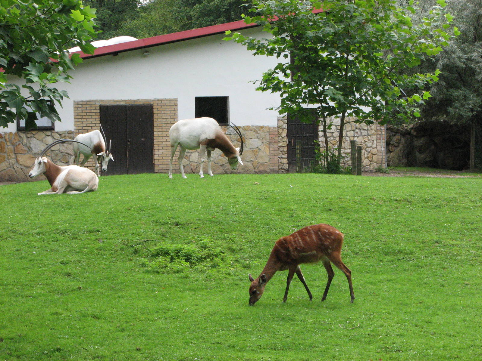 Opole Zoo 2008 - Mixed Scimitar-horned Oryx and Nyala