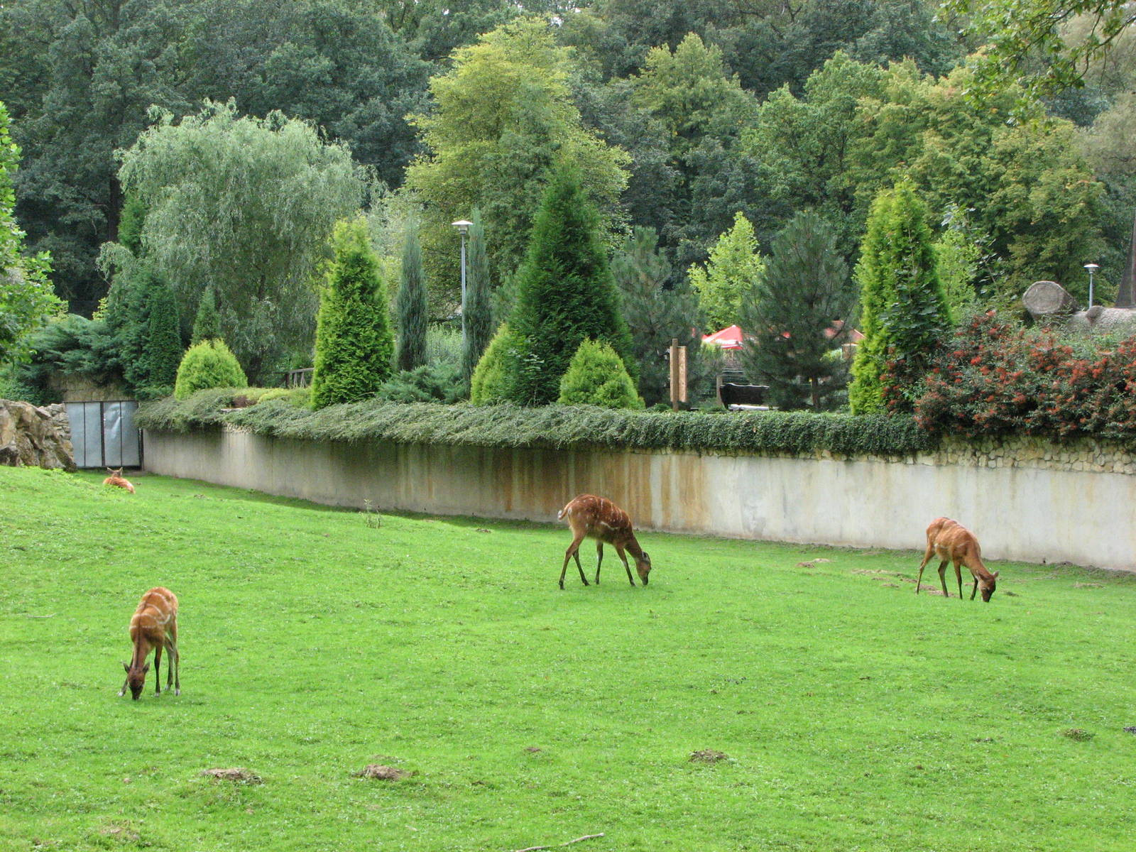 Opole Zoo 2008 - Nyala