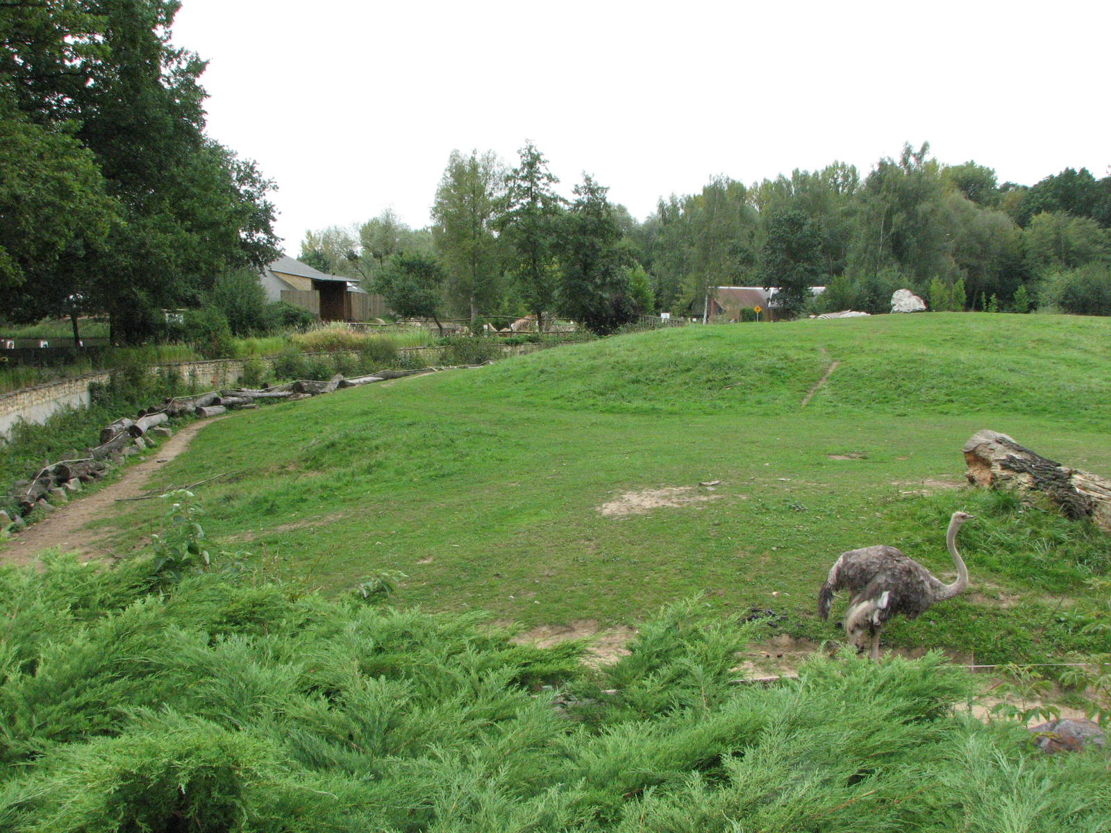 Opole Zoo 2008 - Ostrich on the Savannah