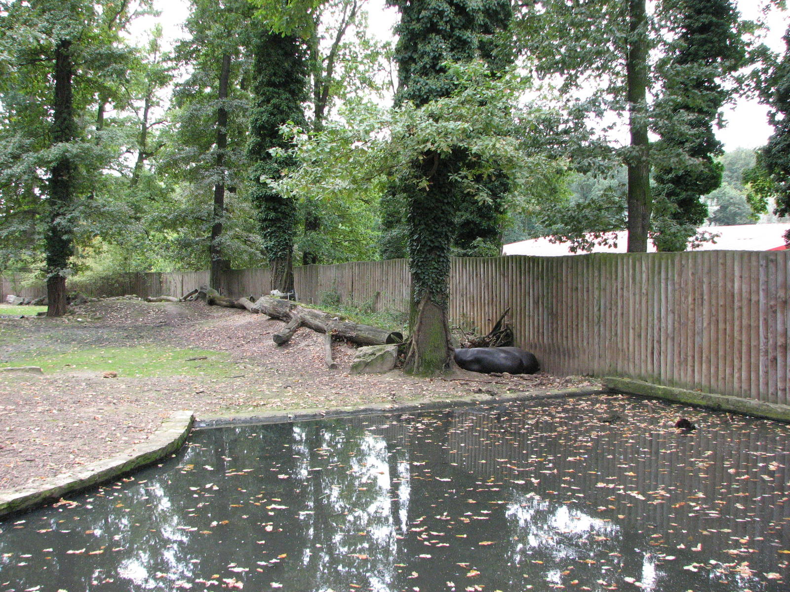 Opole Zoo 2008 - Pygmy Hippopotamus exhibit