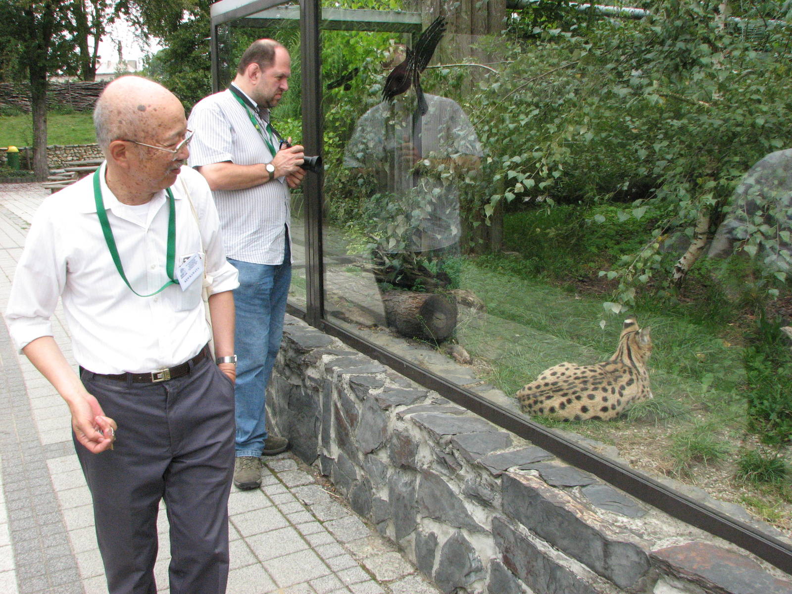 Opole Zoo 2008 - Serval exhibit