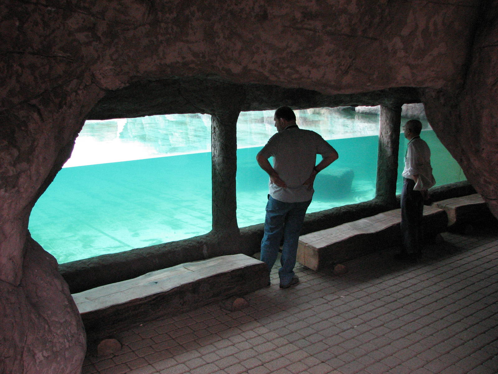 Opole Zoo 2008 - Underwater viewing at the Sea Lion pool