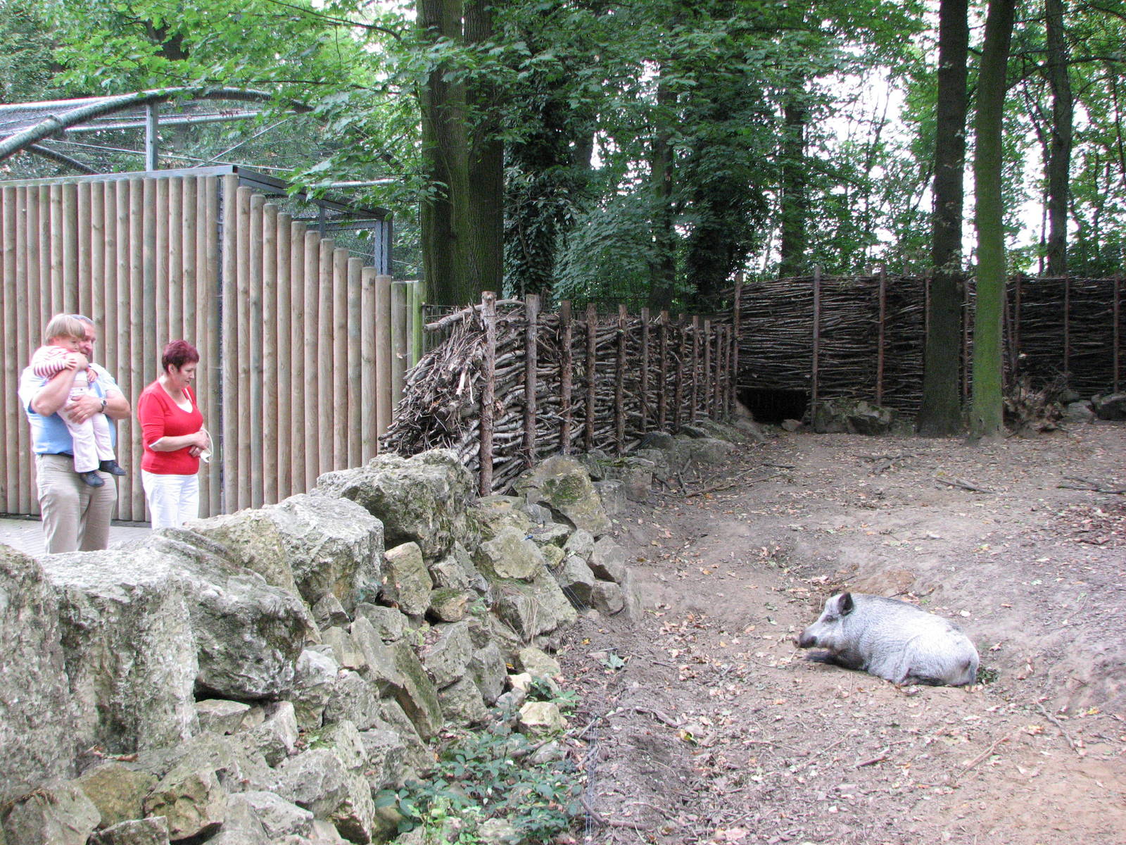 Opole Zoo 2008 - Visitors observe a Wild Boar in its exhibit