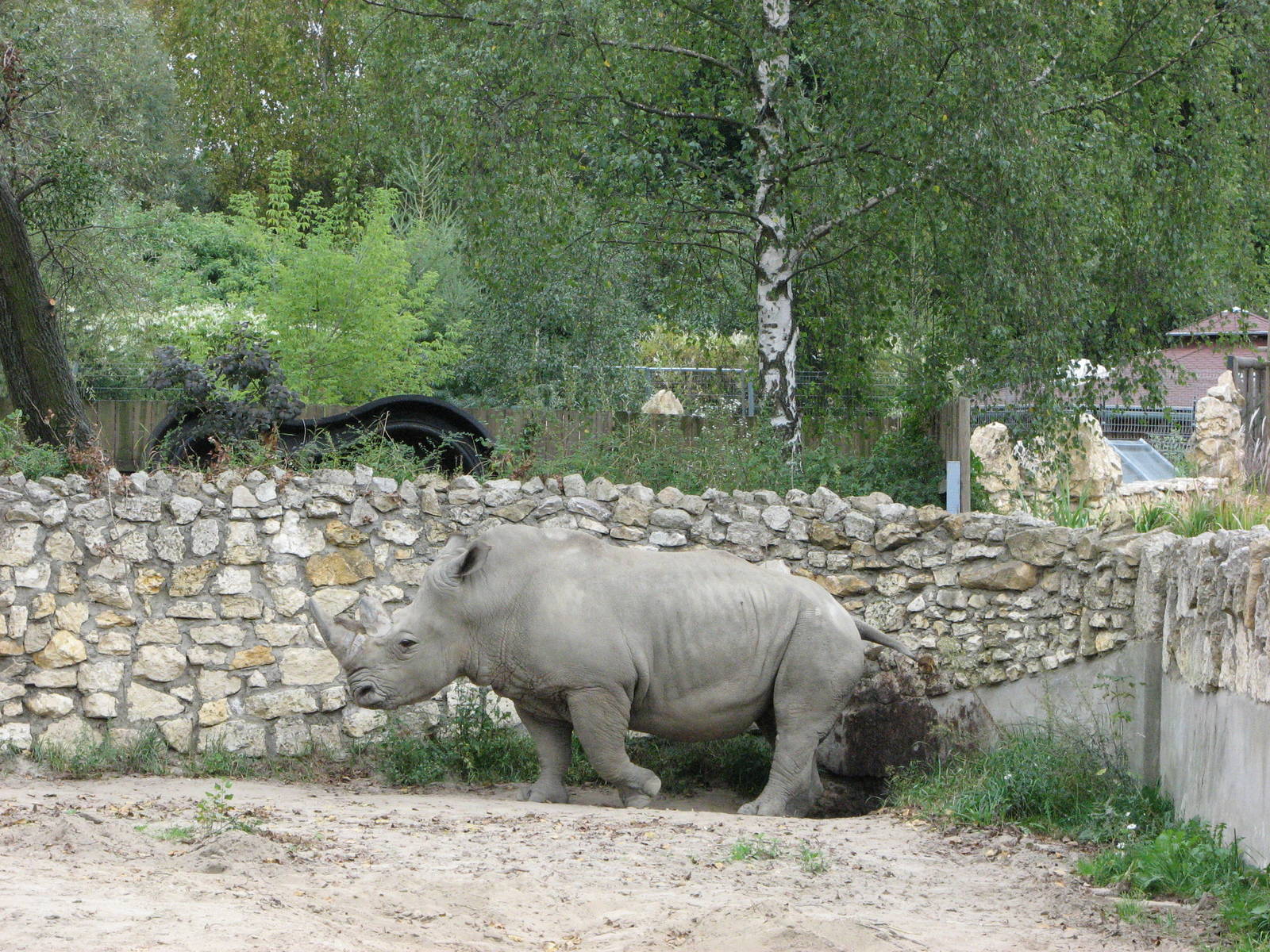 Opole Zoo 2008 - White Rhinoceros