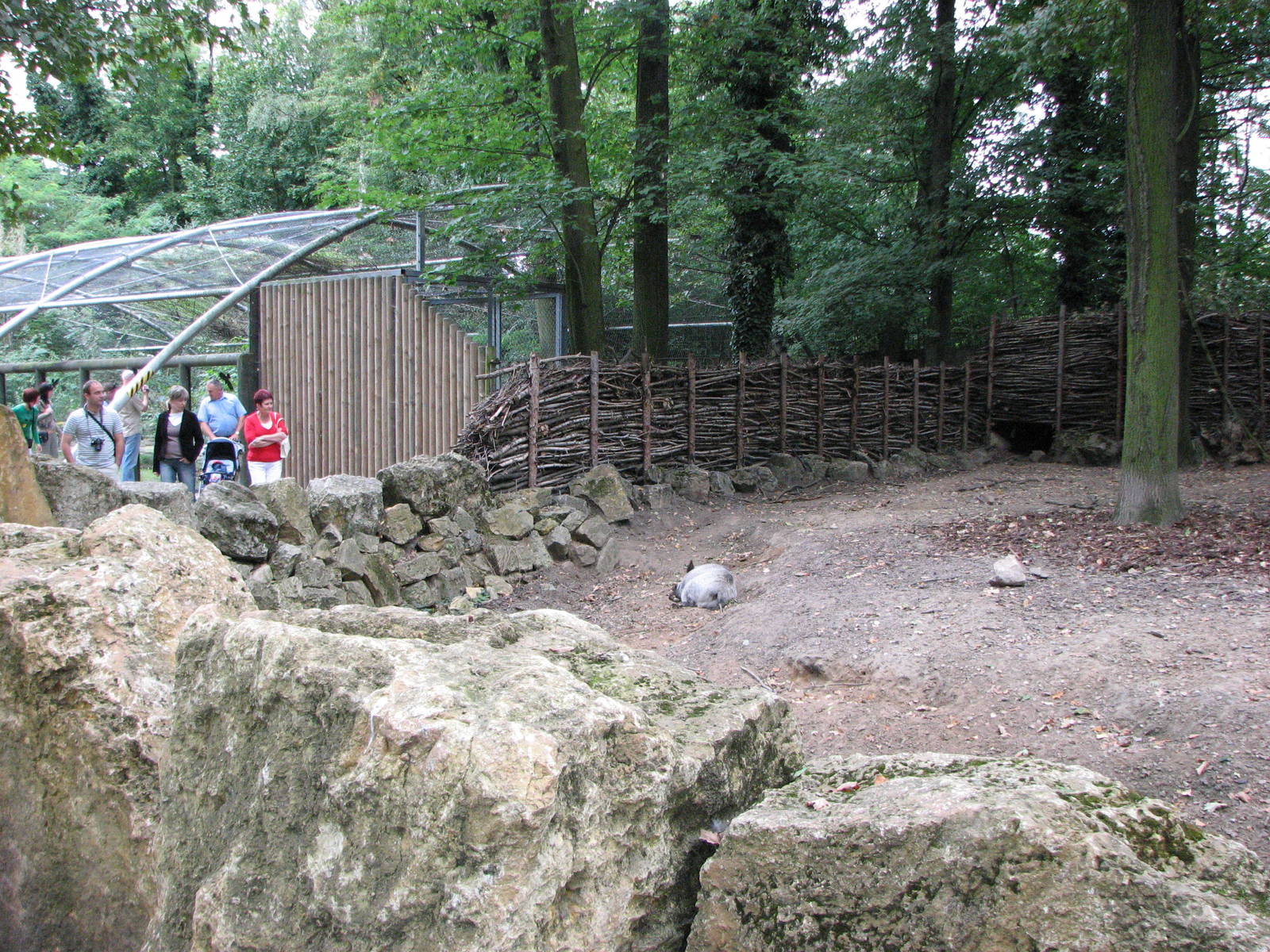 Opole Zoo 2008 - Wild Boar exhibit