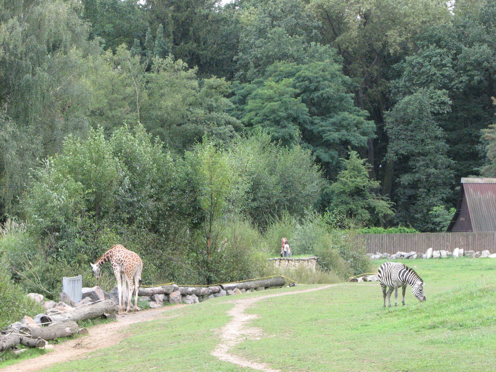 Opole Zoo 2008 - Zebra and Giraffe on the Savannah