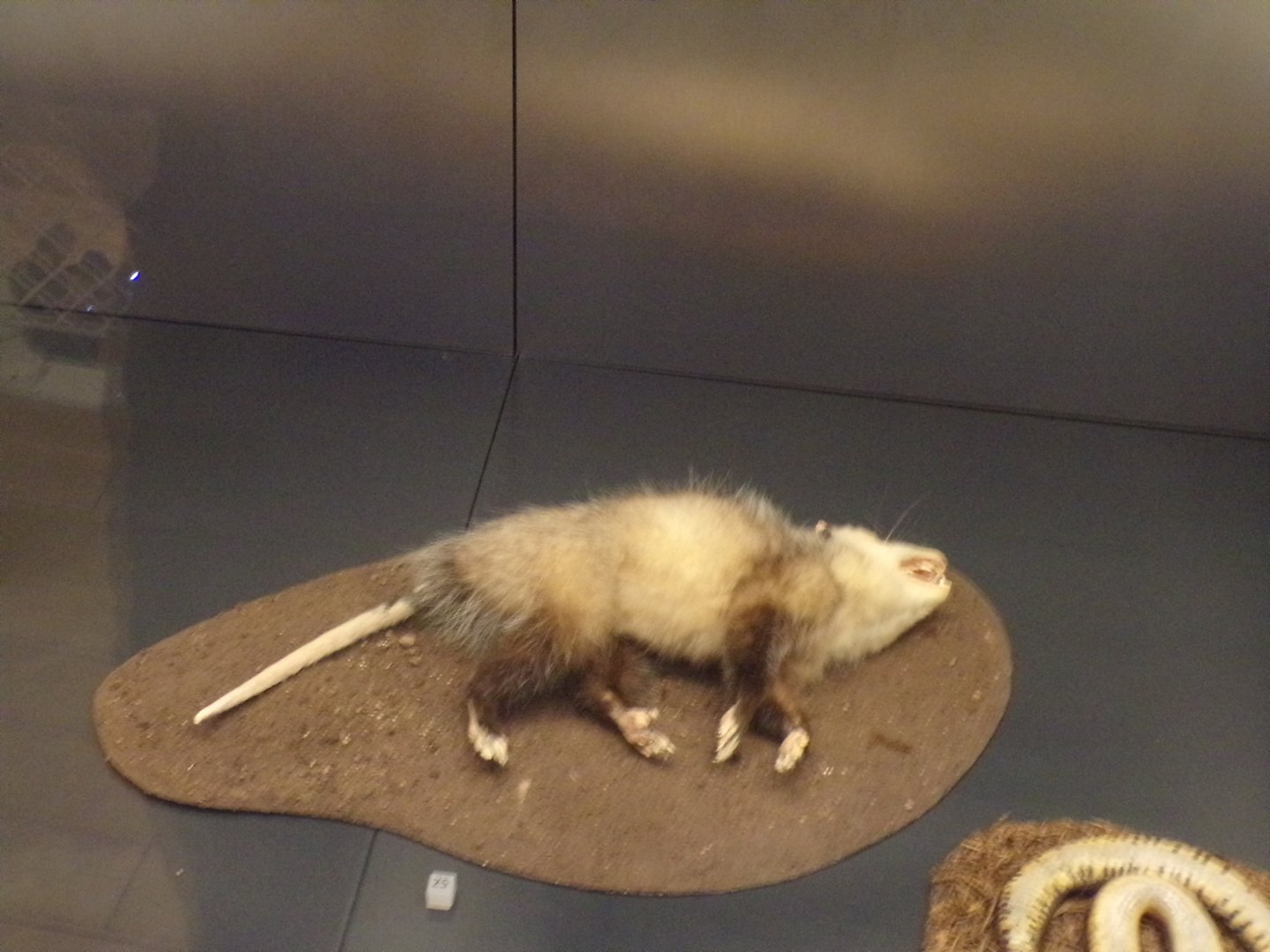 Opossum 30.12.22