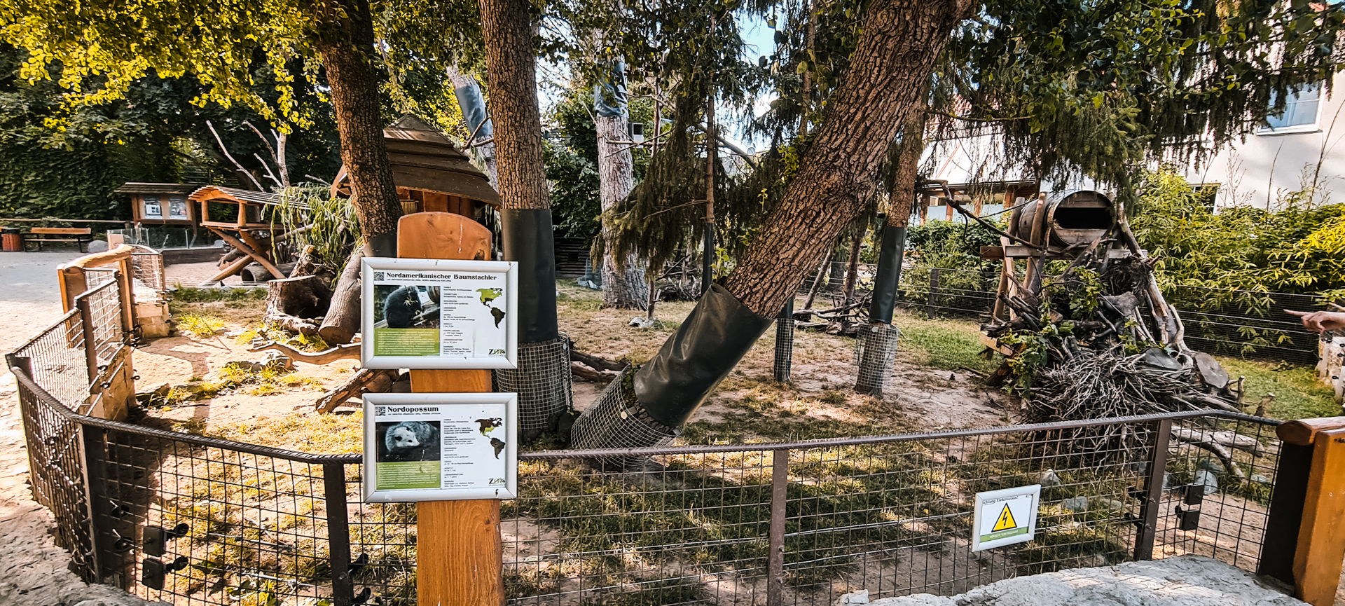 Opossum and North American Porcupine