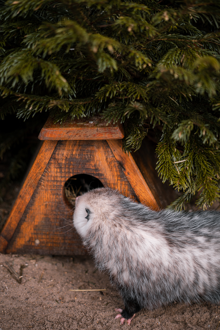 Opossum checking out Eastern Spotted Skunk