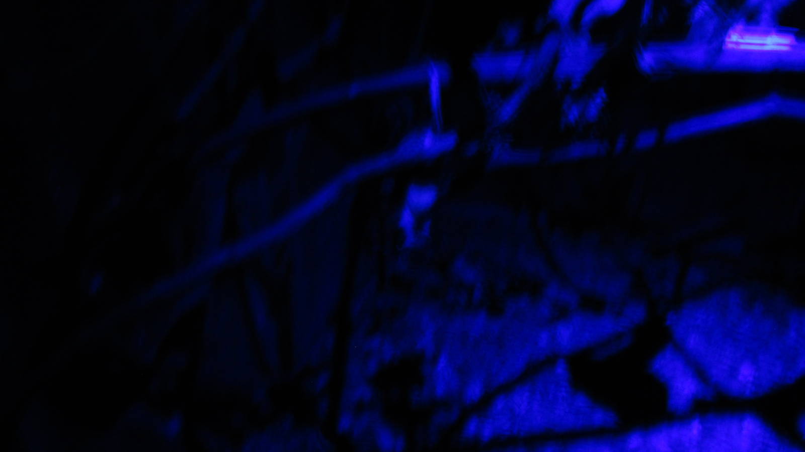 opossum exhibit zoomat nocturnal house