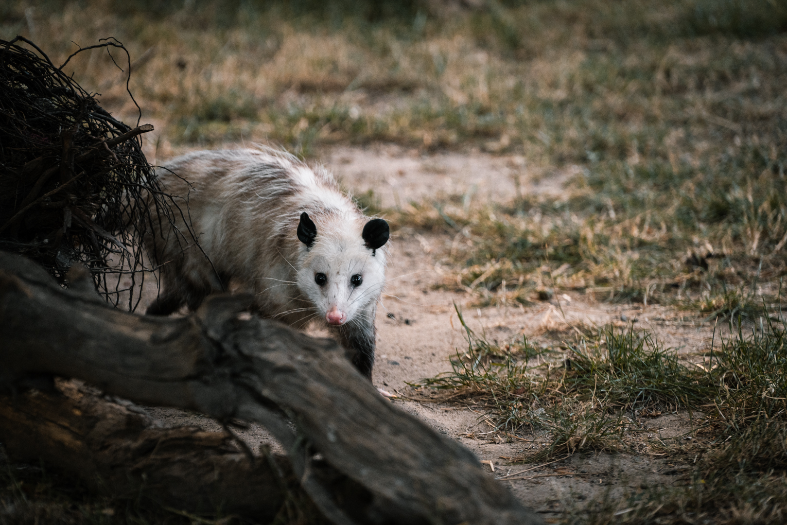 Opossum