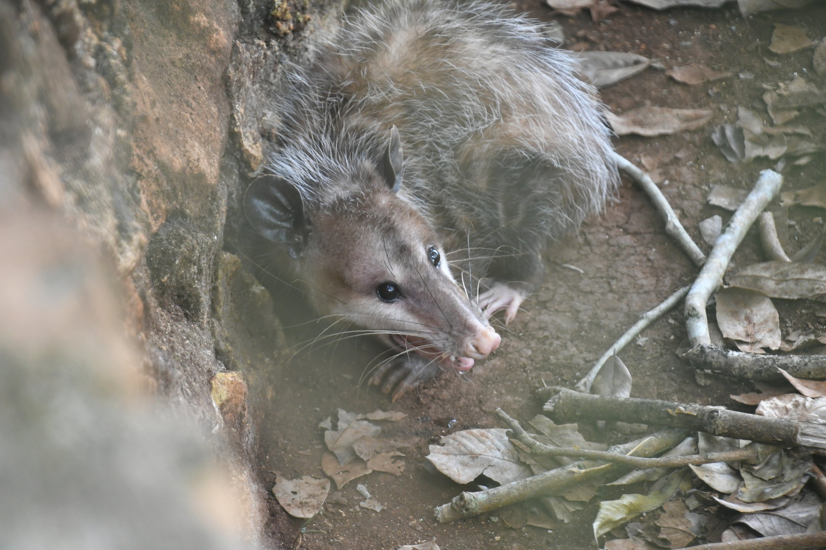 Opossum