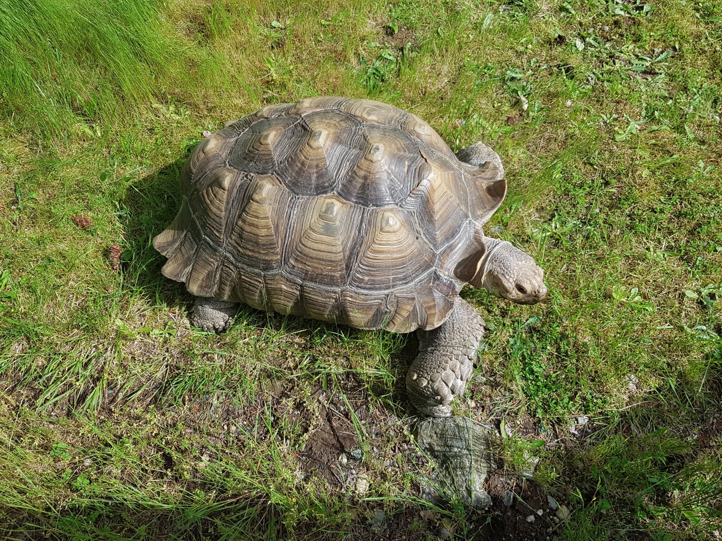 Optimus (African Spurred Tortoise)