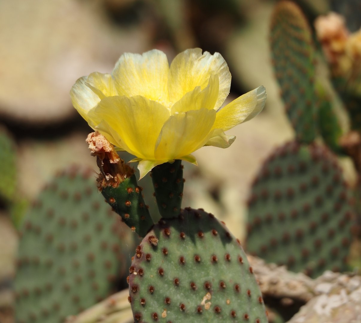Opuntia flower, 2025-05-17