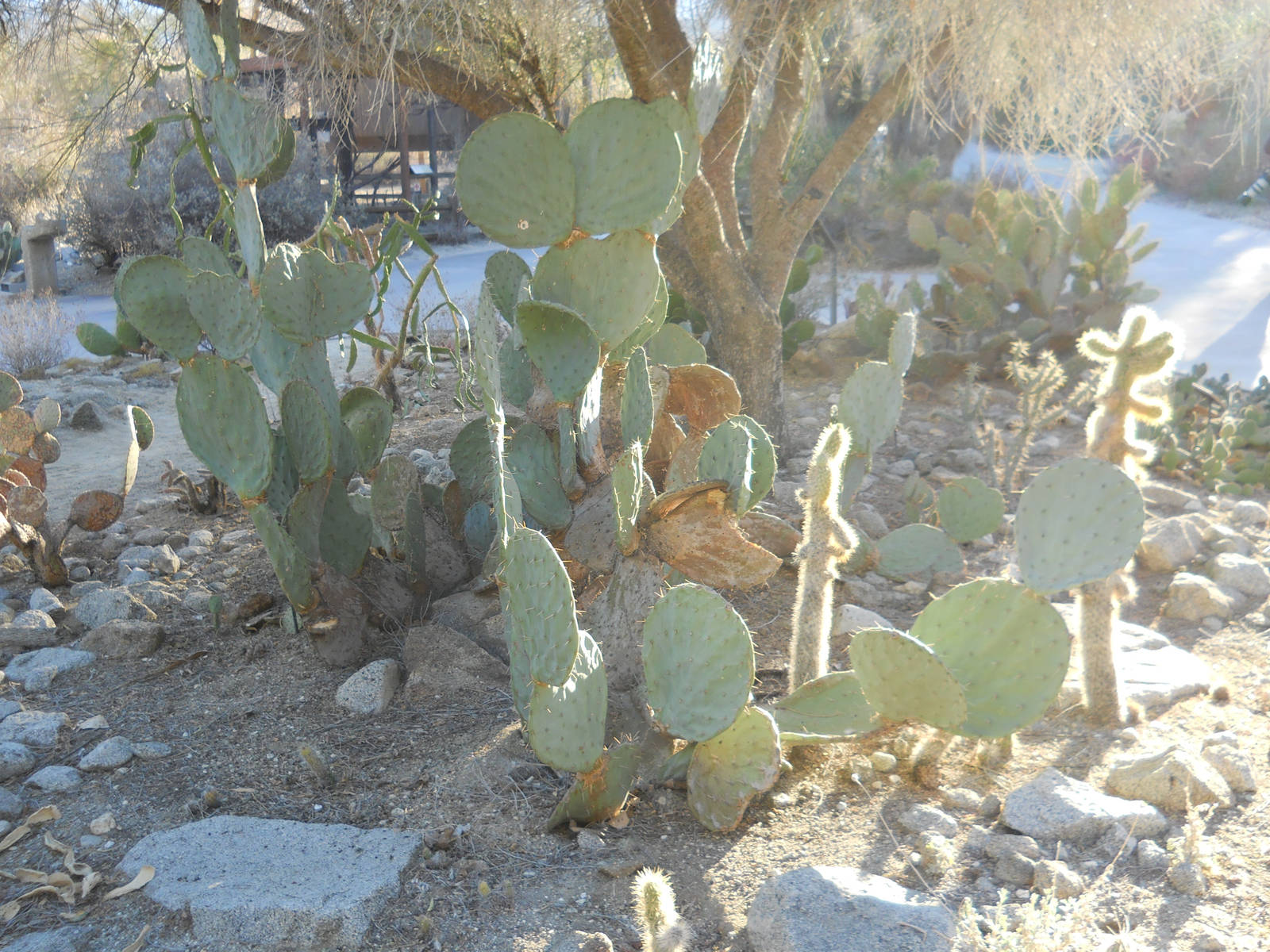 Opuntia garden