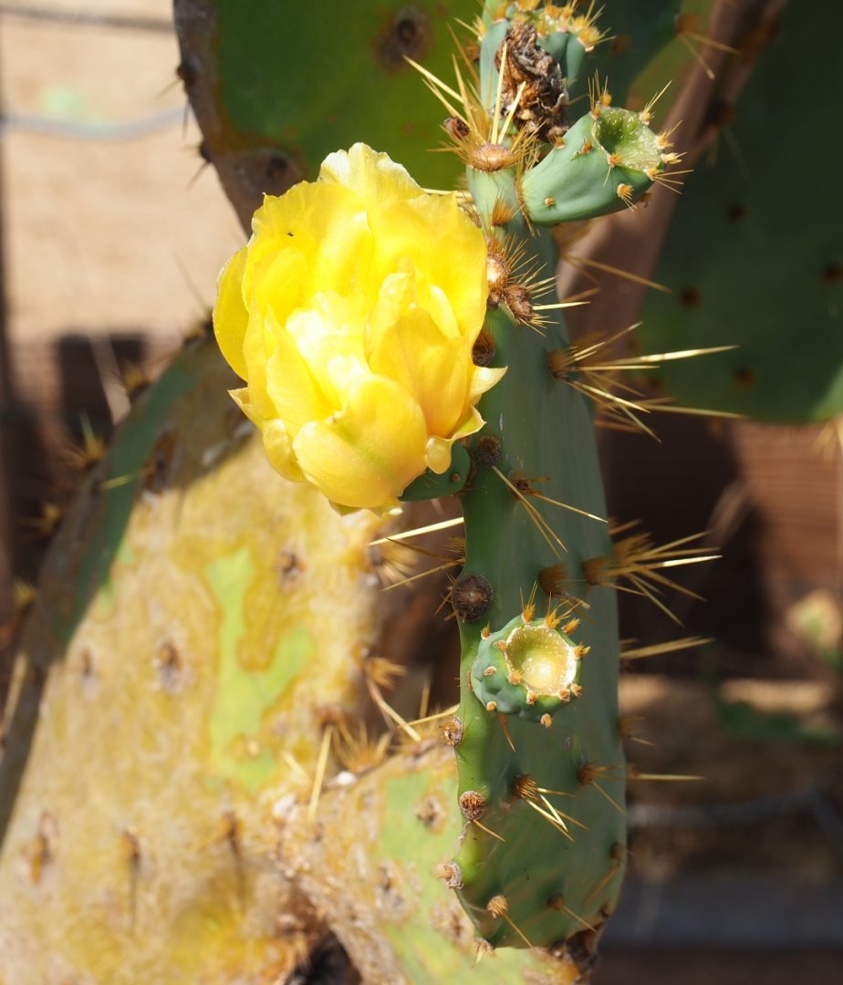 Opuntia species spines and flower (Aug 28th, 2018)
