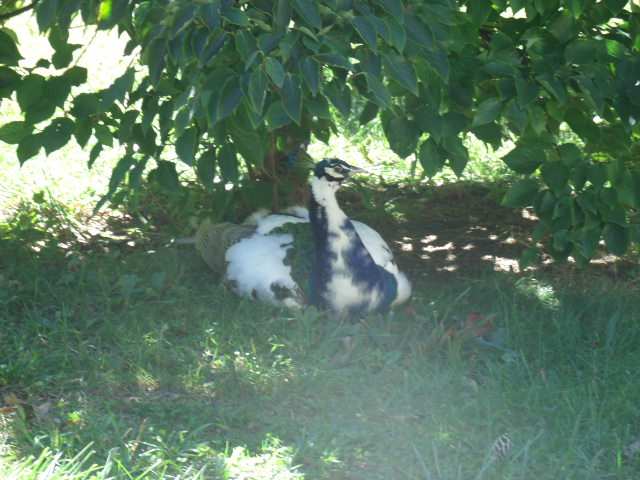 ... Or is this the Dramatic Chipmunk of the bird world?
