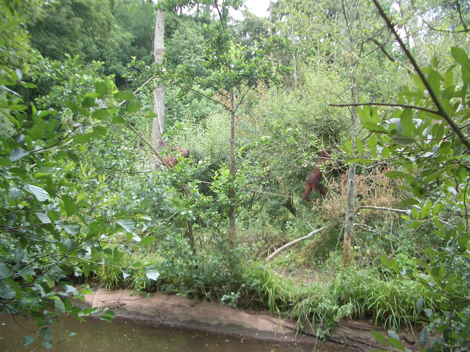 Orag Utans - 27.07.2010