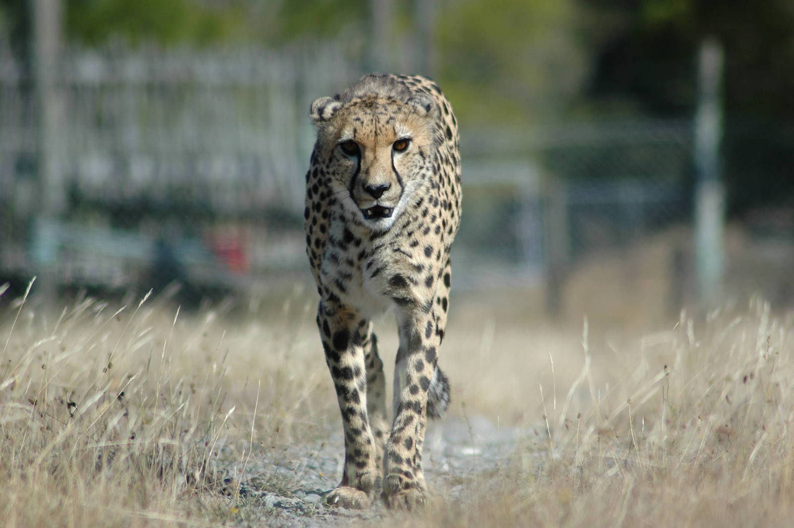 Orana Cheetah