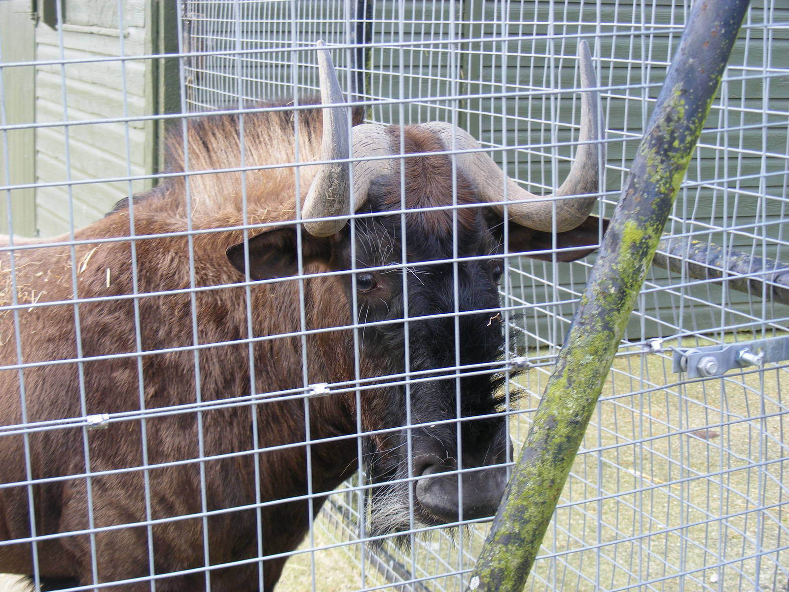 Orana the black wildebeest (white-tailed gnu) at Marwell Wildlife, 31 Janua