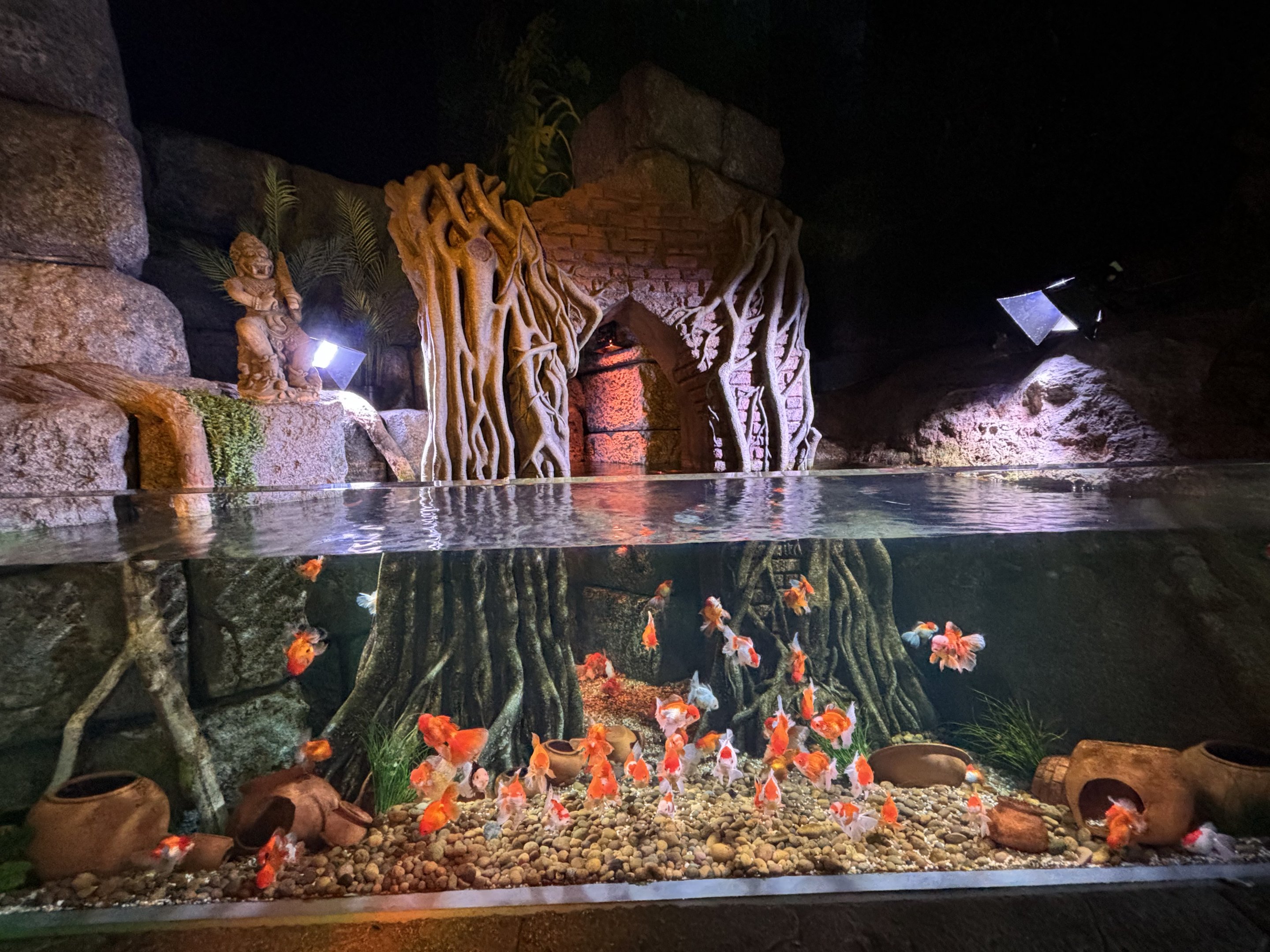 Oranda Goldfish Exhibit