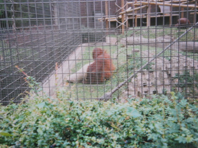 Orang 1990.
