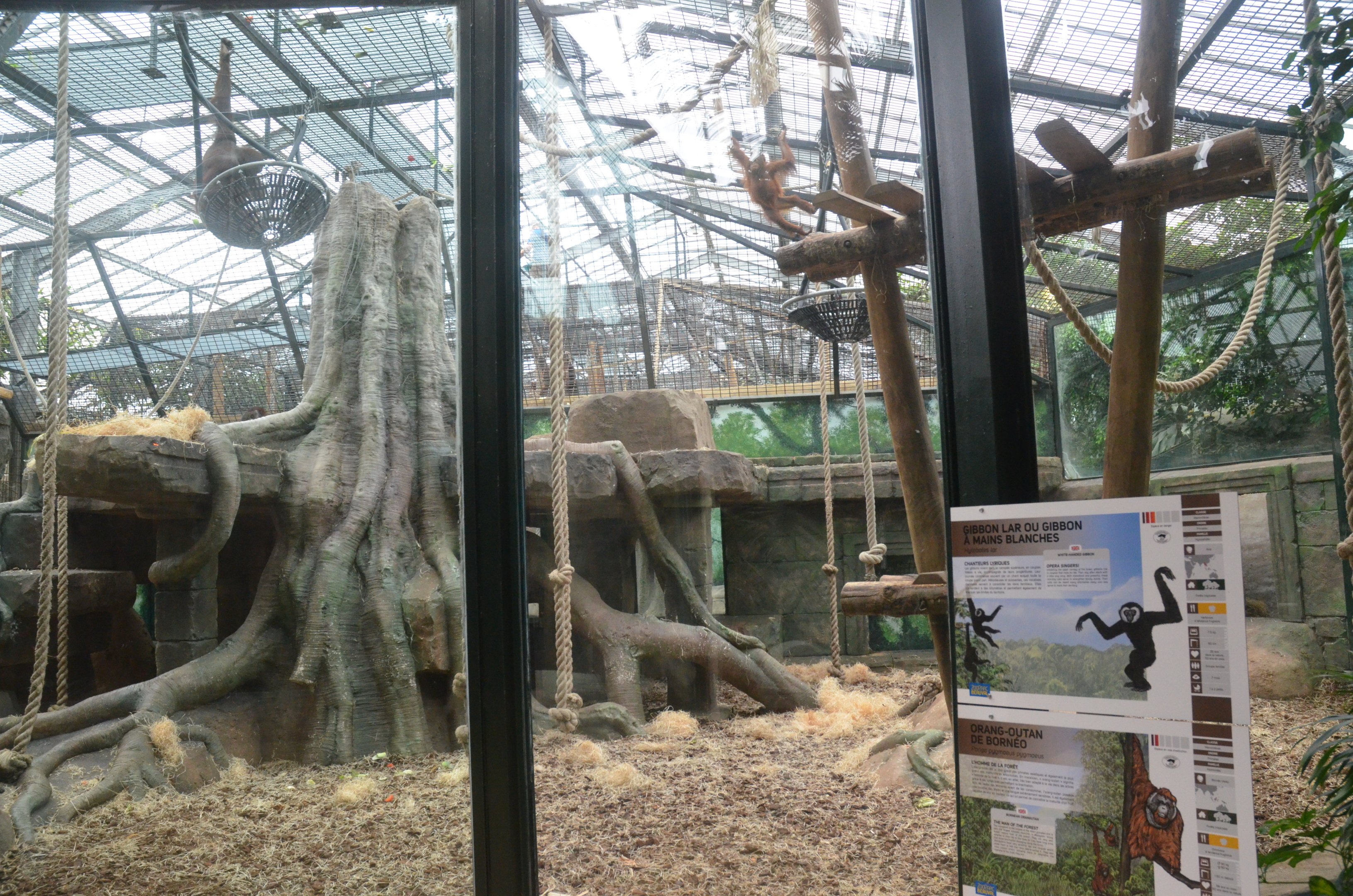 Orang and Gibbon Enclosure at Beauval, 12/06/18