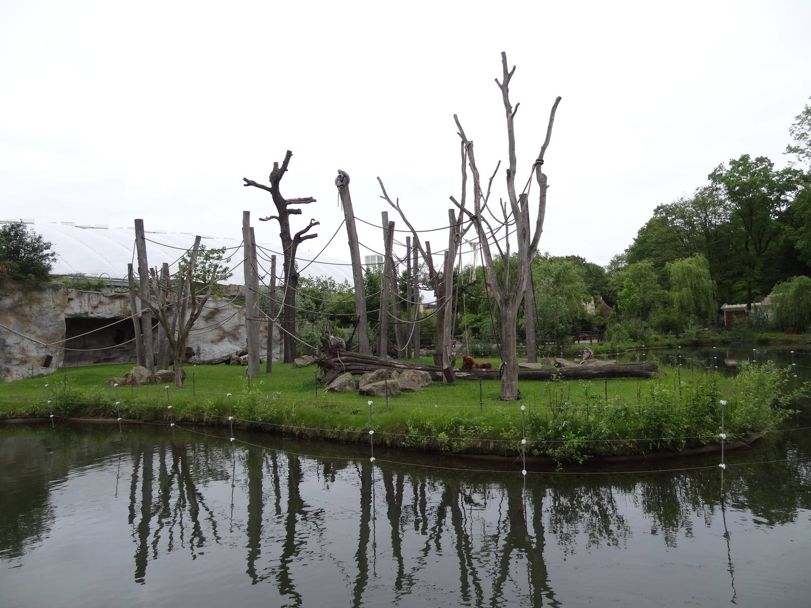 Orang and langur island