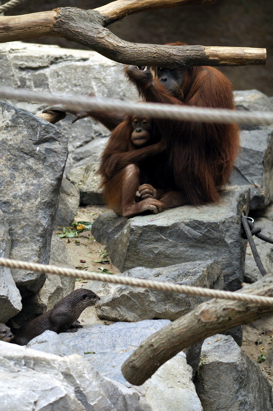 Orang and otter at Hagenbeck