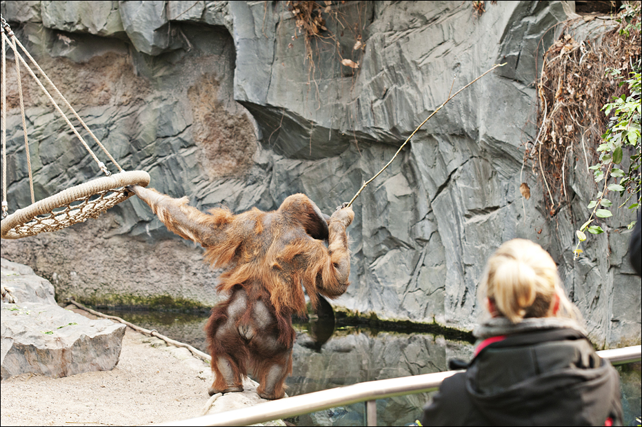 Orang and the hat at Hamburg