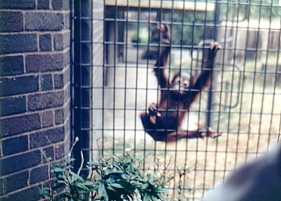 Orang baby @ London zoo  1987