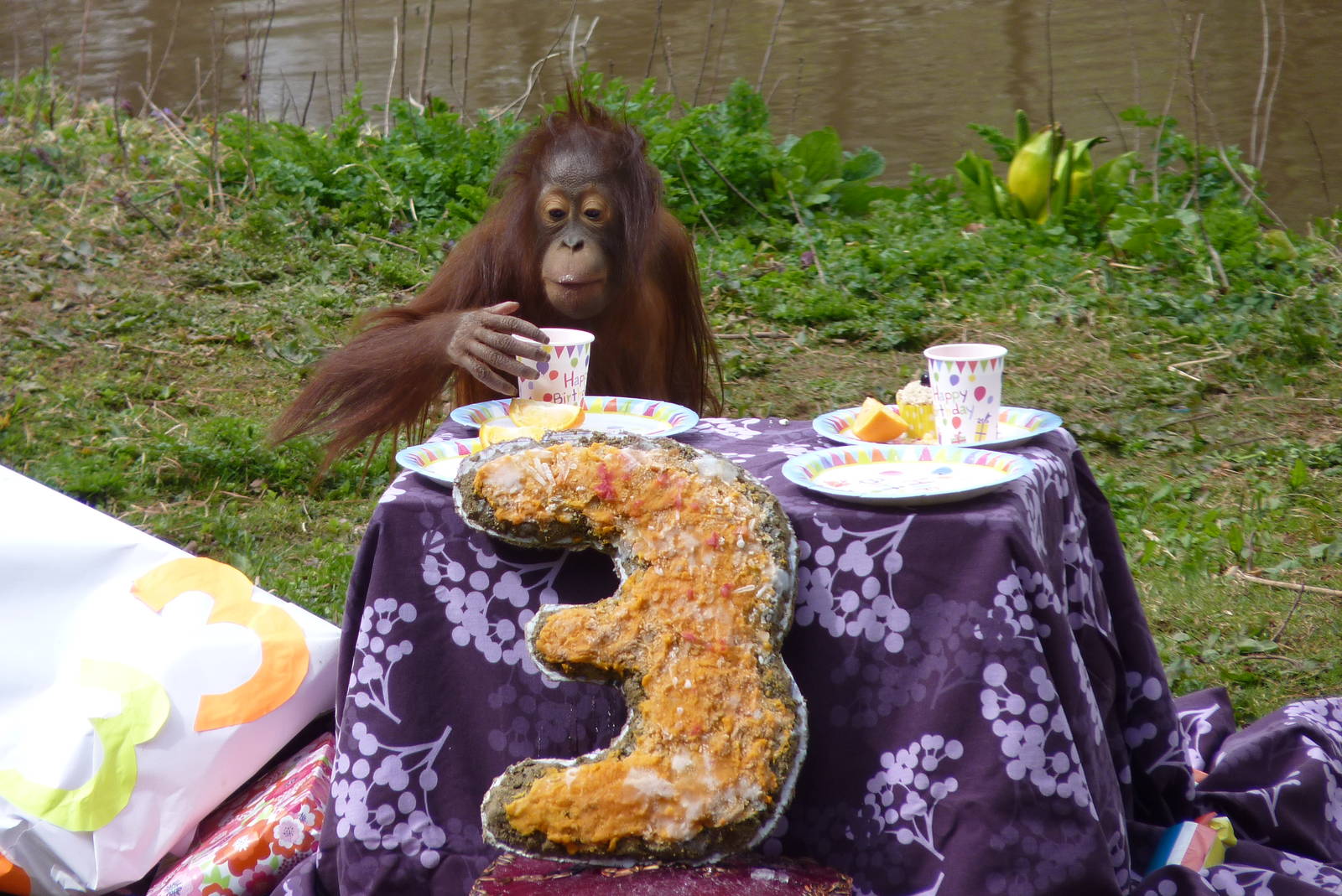 Orang birthday party, 11 April 2016