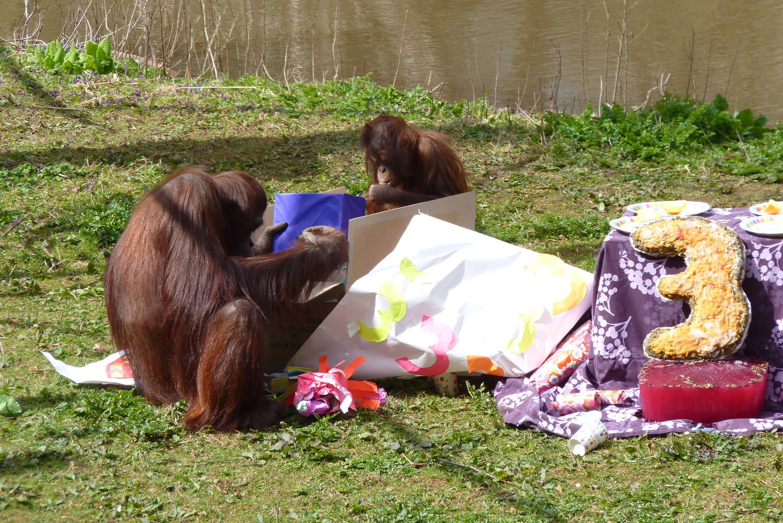 Orang birthday party, 11 April 2016