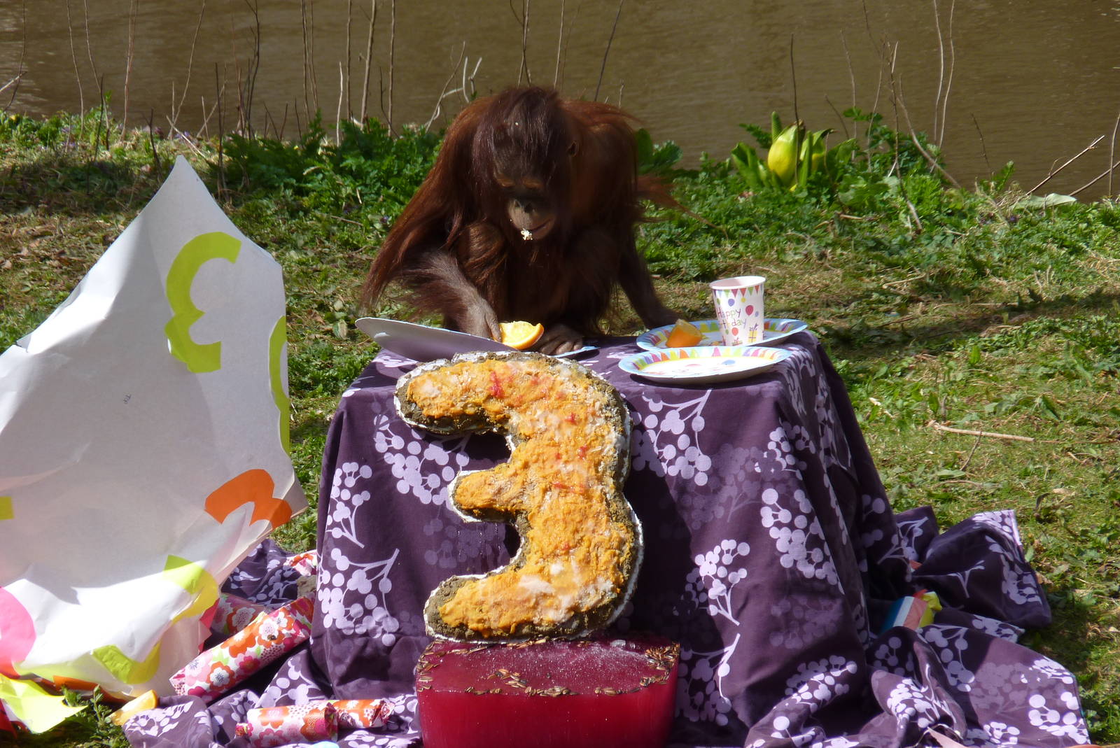 Orang birthday party, 11 April 2016