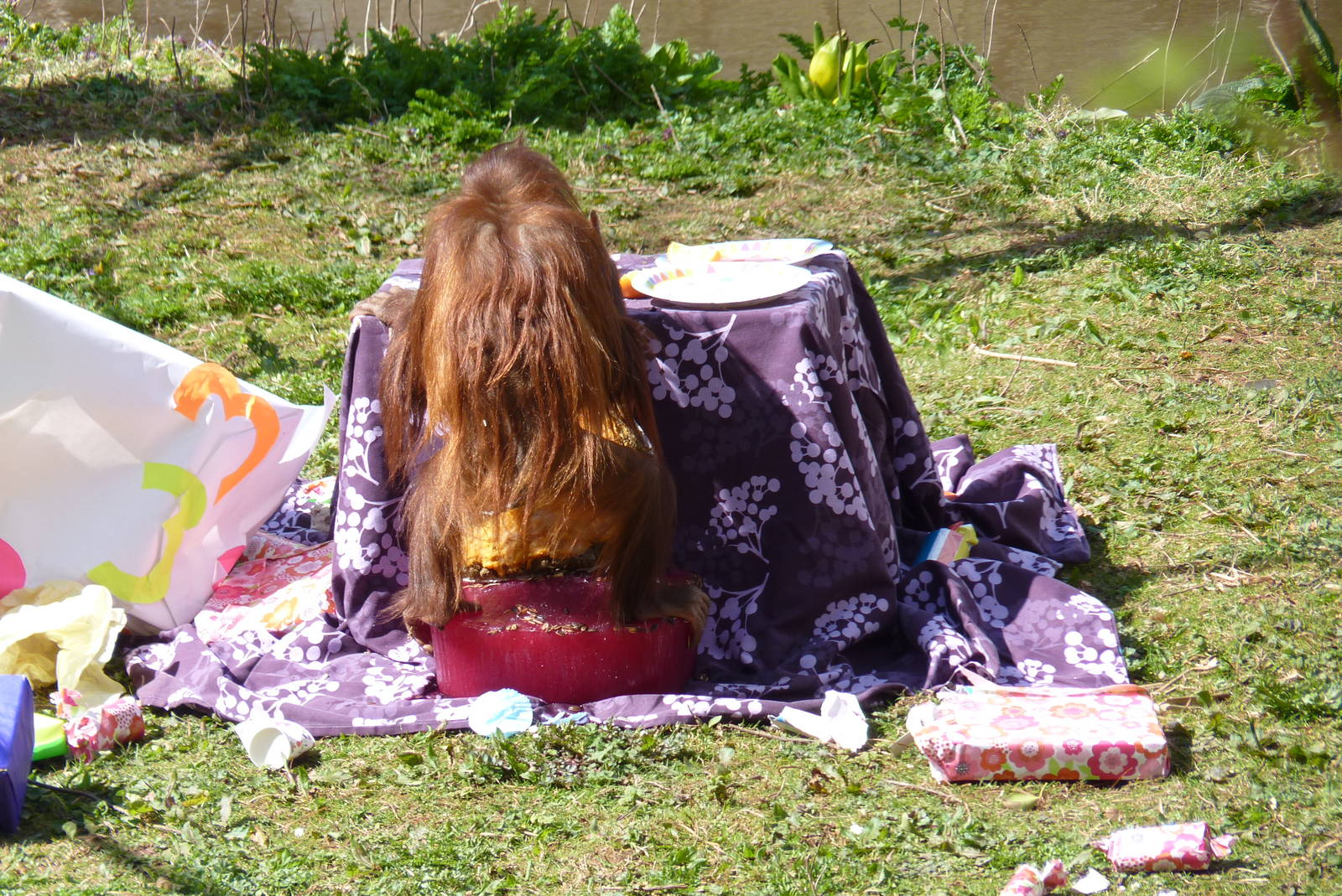 Orang birthday party, 11 April 2016