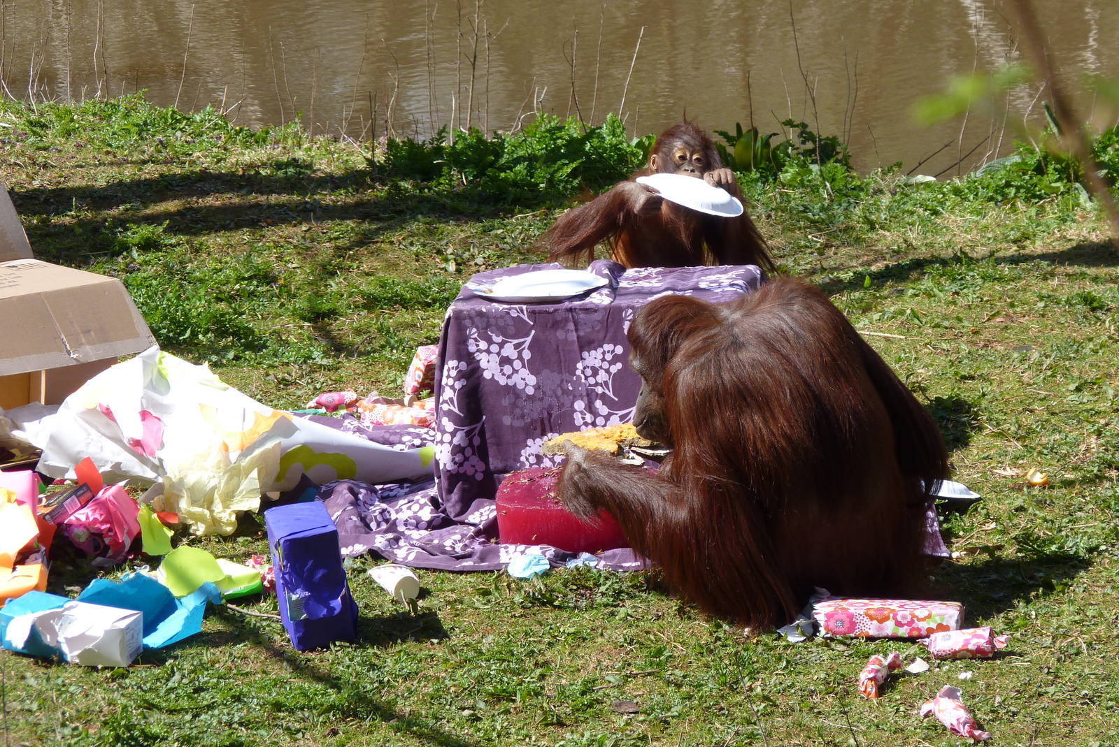 Orang birthday party, 11 April 2016