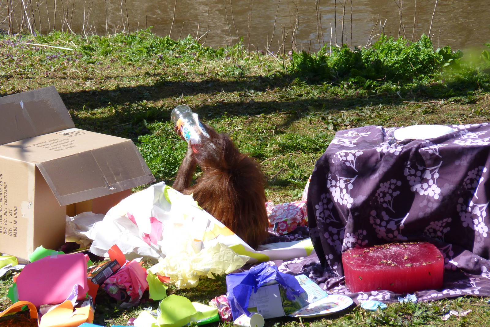 Orang birthday party, 11 April 2016