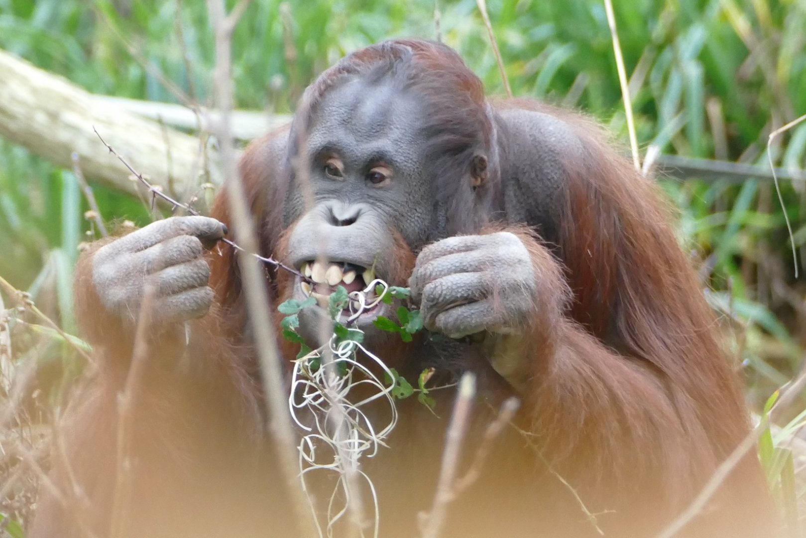 Orang eating bramble leaves #2, December 2018